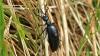 Meloe proscarabaeus
